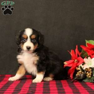 Oaklee, Mini Bernedoodle Puppy